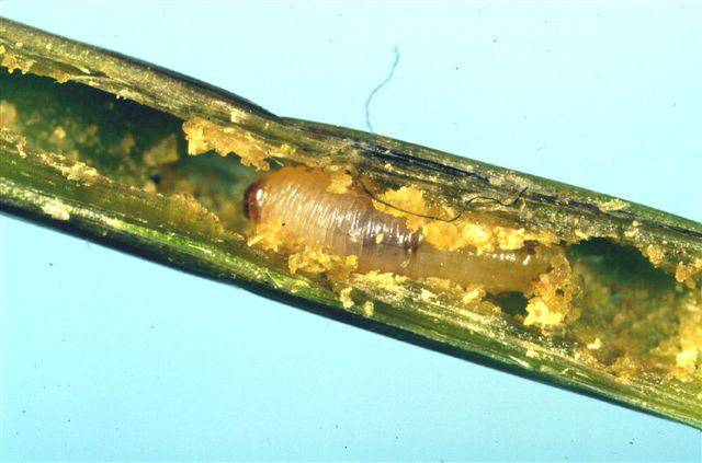 Argentine Stem Weevil